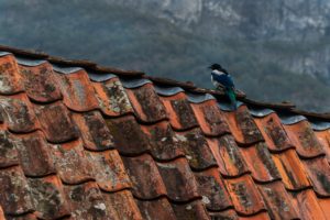 fugl som sitter på et tak med teglstein