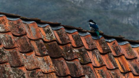 fugl som sitter på et tak med teglstein